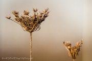 landscape, nature, animals